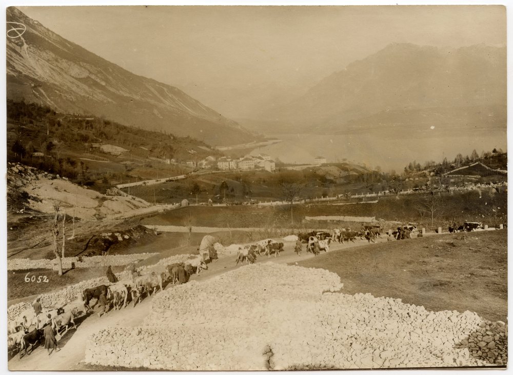 Allied troops with requisitioned cattle on the Piave front
