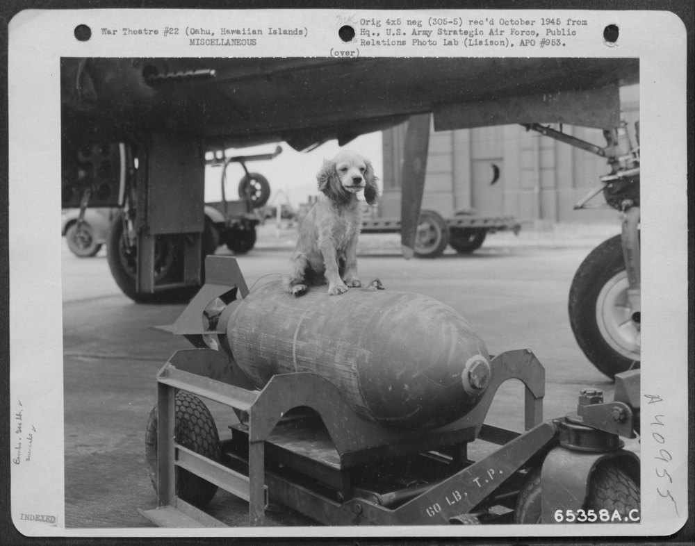 Cocker Spaniel On 500 Pound Bomb At Hickam Field