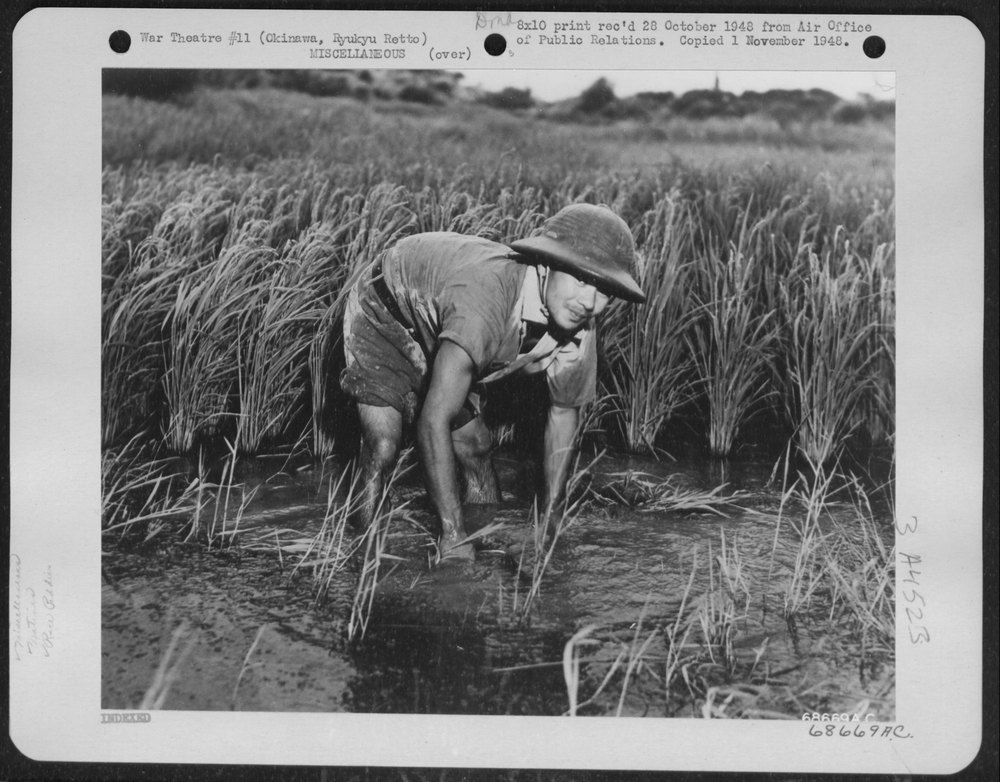 Farmer in Okinawa rice paddies
