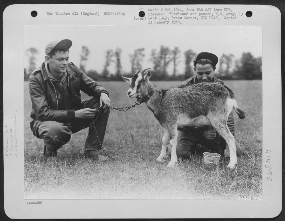 Goat's Milk At USAAF Bomber Station