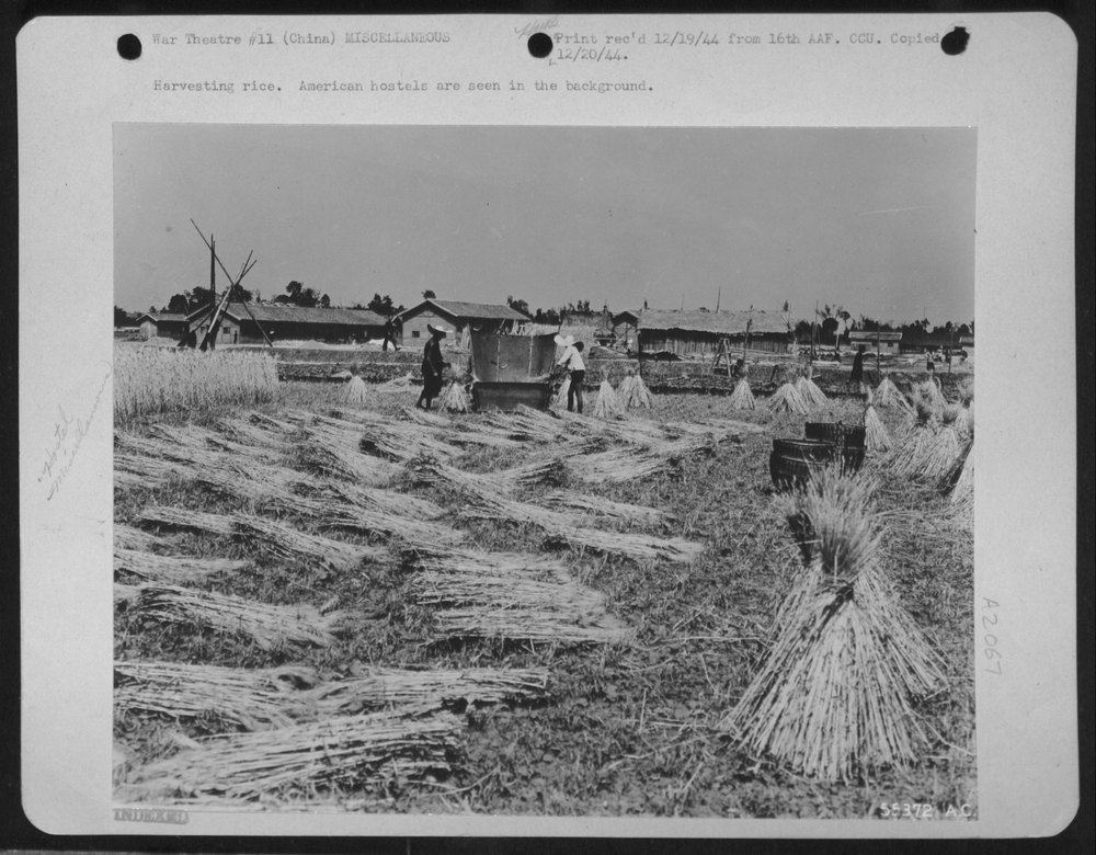 Harvesting rice near American hostels