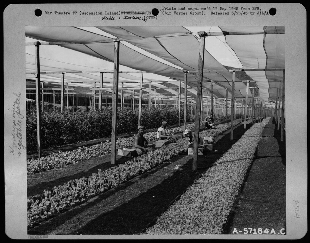 Hydroponics beds at Ascension Island
