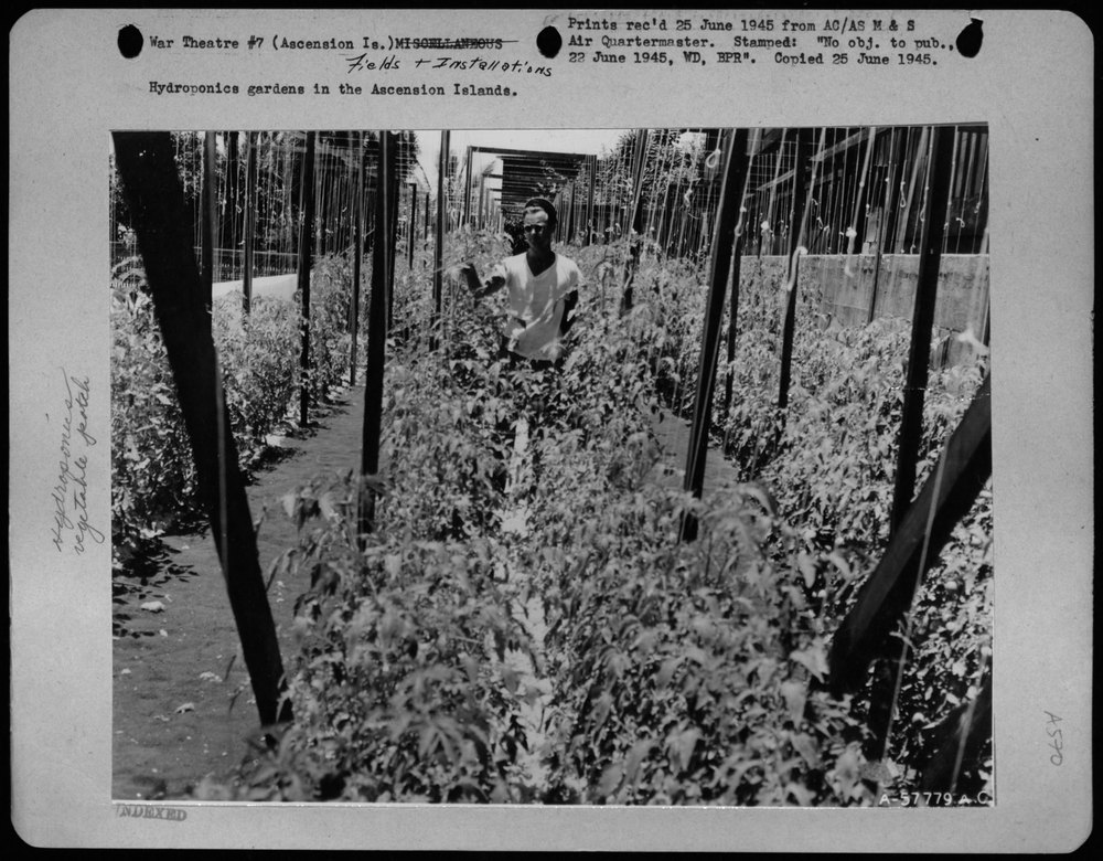 Hydroponics Gardens In Ascension Island