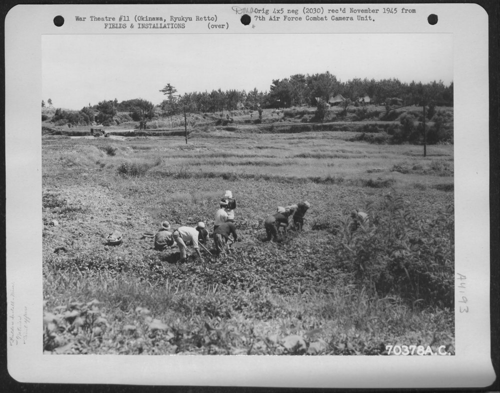 Okinawans dig potatoes on Okinawa