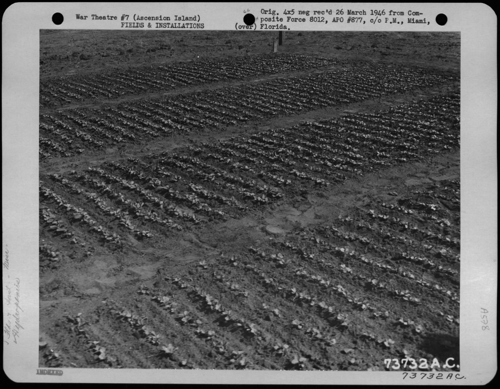 Radish Bed On Ascension Island