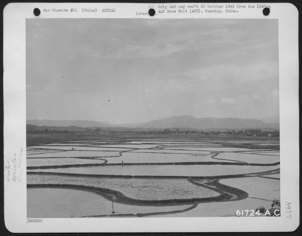 Rice Paddies near Kunming