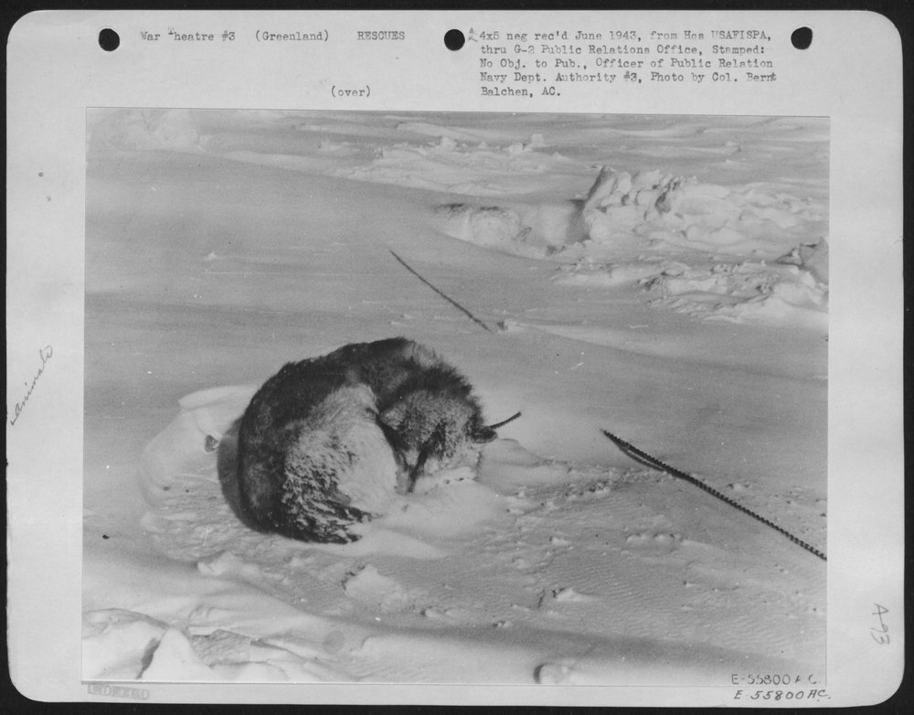 Rinsky in Antarctic gale