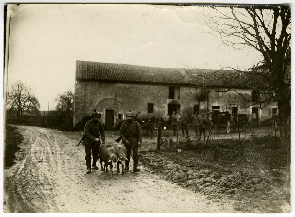 Soldiers leading sheep along a muddy road