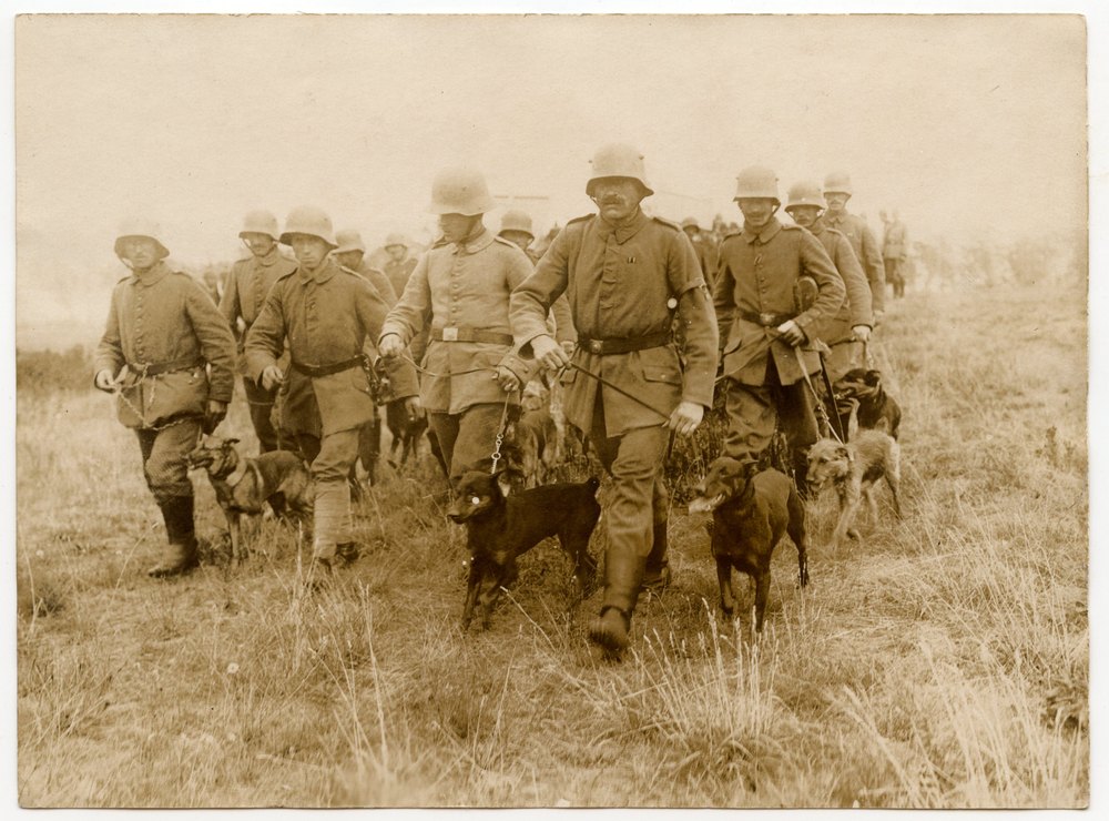 Soldiers with dogs on leashes in a field