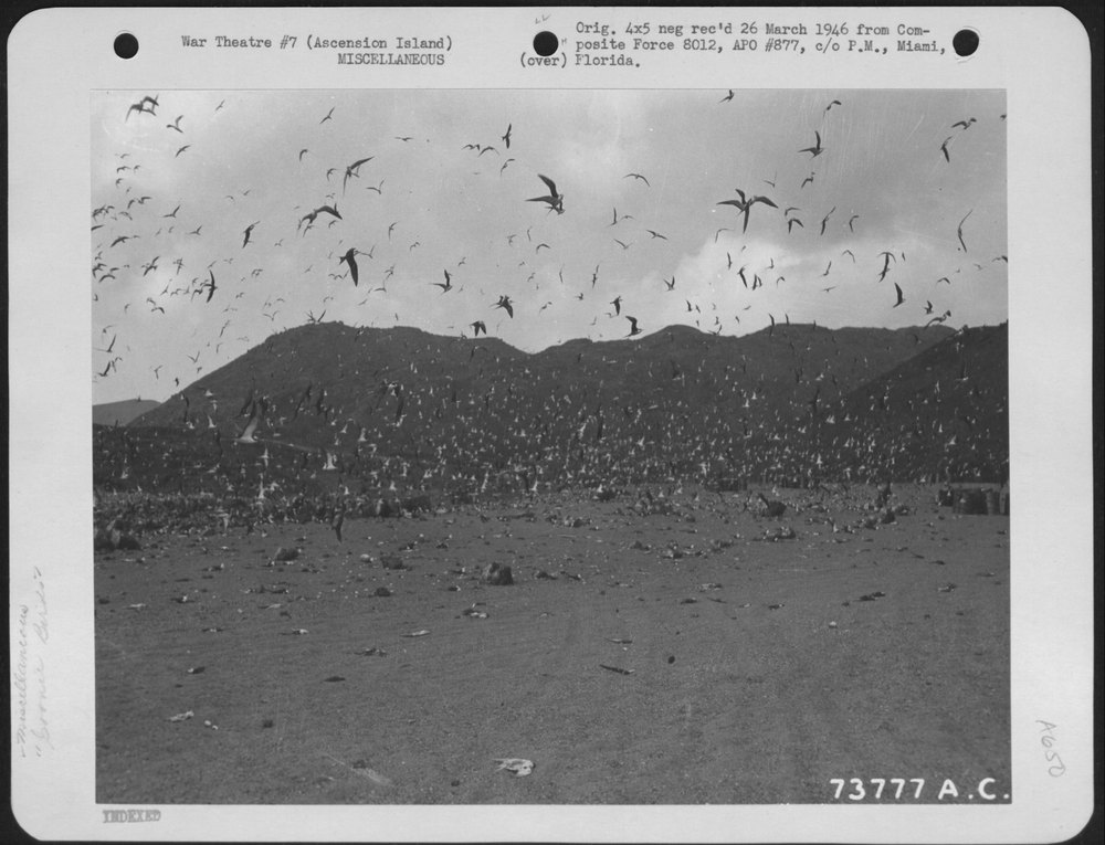 Sooty Tern birds at Ascension Island