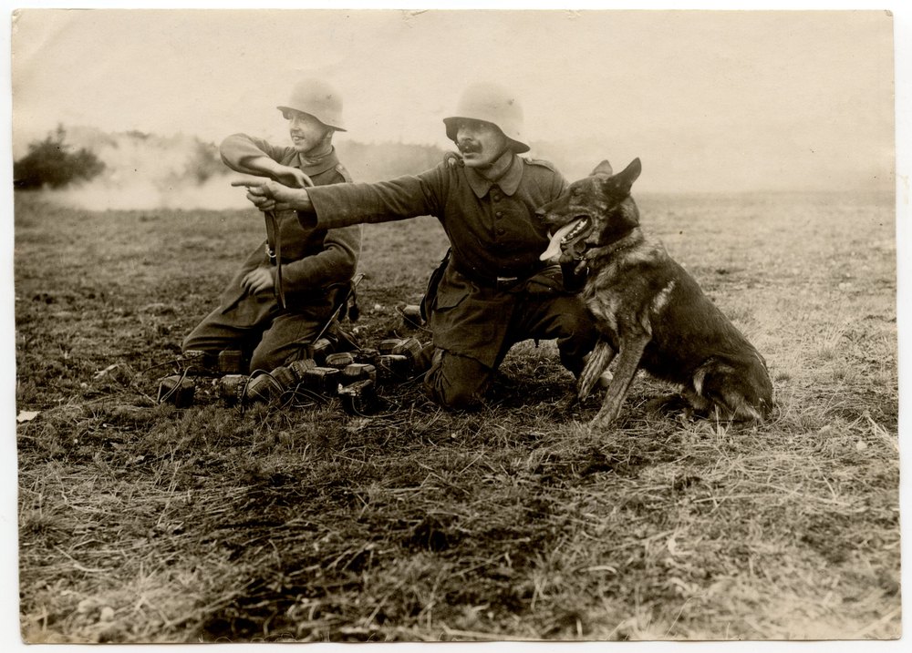 War dogs in demonstration at Grunewaldrennbahn