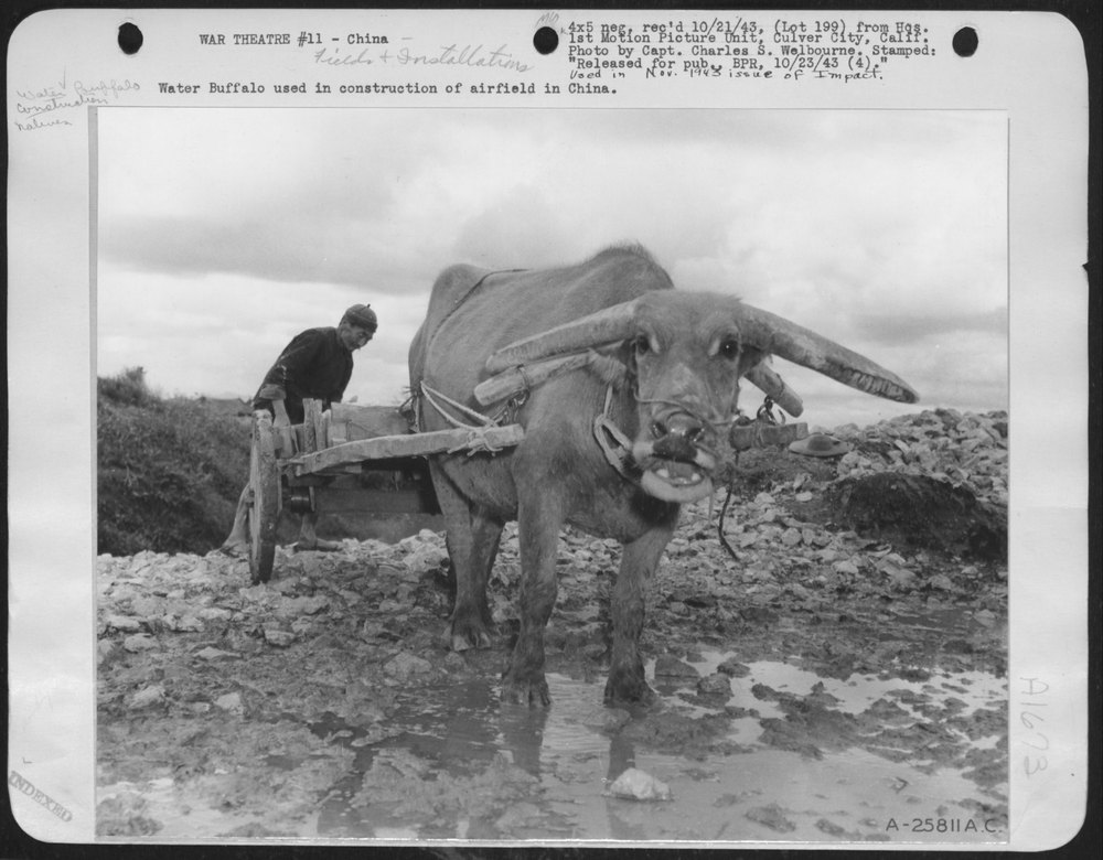 Water Buffalo in China airfield construction