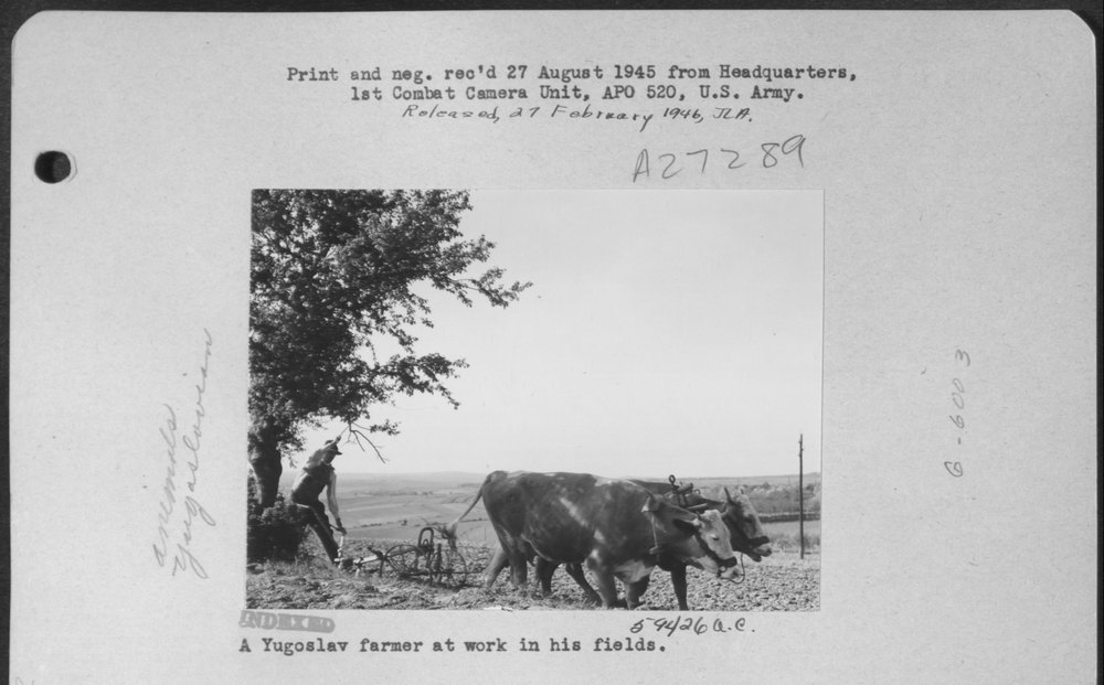 Yugoslav farmer at work